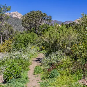 PorterTrail, La Cumbre Peak, SBBG Photo Contest 2013