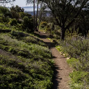 Porter Trail, view to Santa Cruz Island, SBBG Photo Contest 2013
