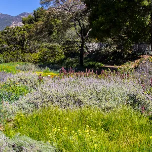 The SBBG Meadow, wildflower display, SBBG Photo Contest 2013
