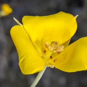 yellow Calochortus, SBBG Photo Contest 2013