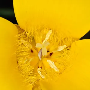 yellow Calochortus, SBBG Photo Contest 2013