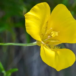 yellow Calochortus, SBBG Photo Contest 2013