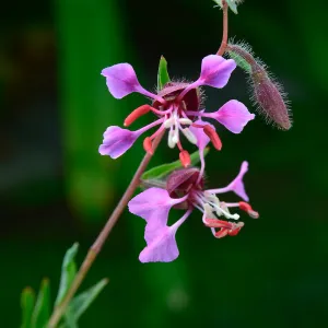 Clarkia, SBBG Photo Contest 2013