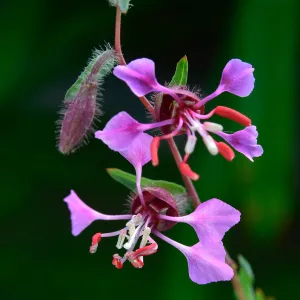 Clarkia, SBBG Photo Contest 2013