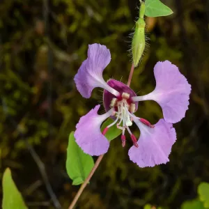 Clarkia, SBBG Photo Contest 2013