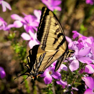 Swallowtail butterfly visiting prickly phlox, SBBG Photo Contest 2013