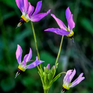 Dodecatheon, SBBG Photo Contest 2013