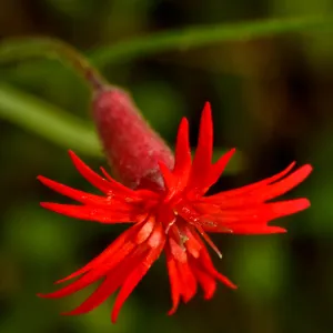 Silene, SBBG Photo Contest 2013