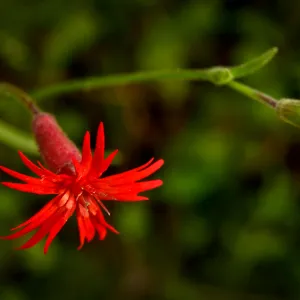 Silene, SBBG Photo Contest 2013