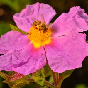 Cistus, SBBG Photo Contest 2013