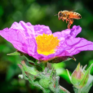 honey bee, Cistus, SBBG Photo Contest 2013