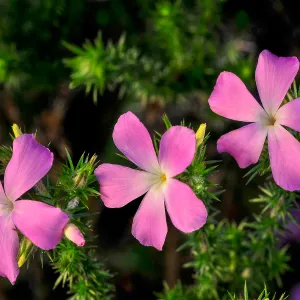 Prickly phlox, SBBG Photo Contest 2013
