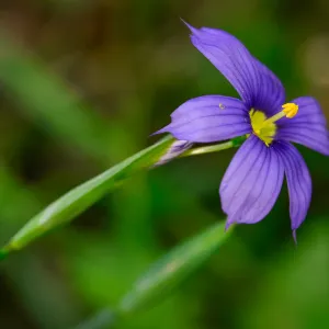 Blue Eyed grass, Sisyrinchium, SBBG Photo Contest 2013