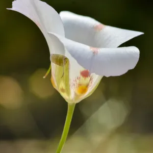 white Calochortus, SBBG Photo Contest 2013