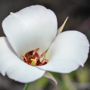 white Calochortus, SBBG Photo Contest 2013