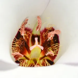 white Calochortus, SBBG Photo Contest 2013