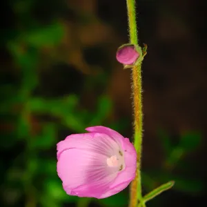 Sidalcea, SBBG Photo Contest 2013