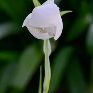white Fairy lanterns, SBBG Photo Contest 2013