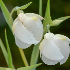 white Fairy lanterns, SBBG Photo Contest 2013