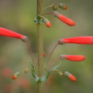 Scarlet bugler, SBBG Photo Contest 2013