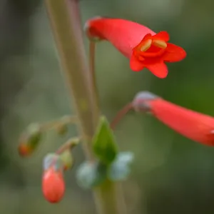 Scarlet bugler, SBBG Photo Contest 2013