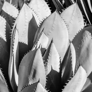 Agave (Century Plant), black and white, SBBG Photo Contest 2013