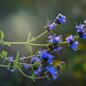 Salvia,(sage) SBBG Photo Contest 2013