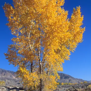 Cottonwood tree, near Bishop, SBBG Photo Contest 2013