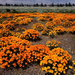 clumps of California poppies, SBBG Photo Contest 2013