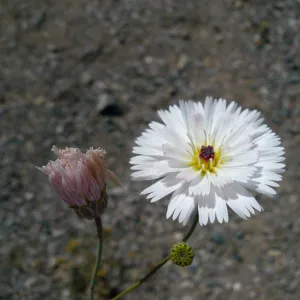 Tobacco weed, near Death Valley, SBBG Photo Contest 2013
