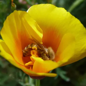 Honeybee visiting California poppy, SBBG Photo Contest 2013