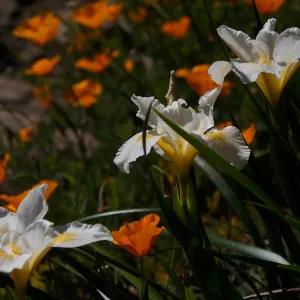 white Iris and California poppies, wildflower display at SBBG, SBBG Photo Contest 2013