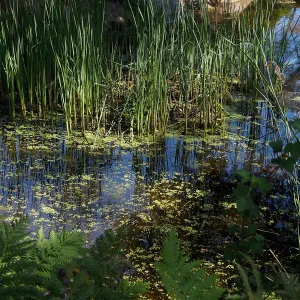 Dickweed in the Meadow Pond, SBBG Photo Contest 2013