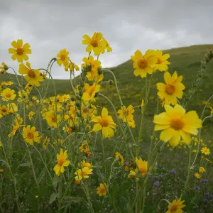 Monolopia, wildflower display, green hills, SBBG Photo Contest 2013