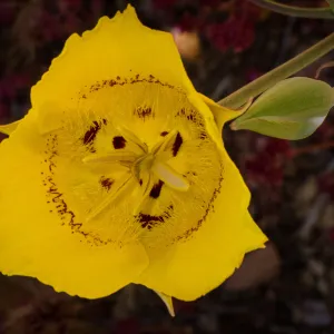 yellow Mariposa Lily, SBBG Photo Contest 2013