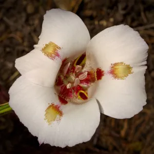 Mariposa Lily, SBBG Photo Contest 2013