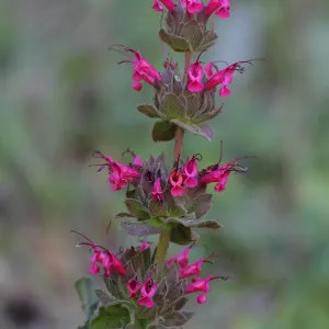 Salvia spathacea, Hummingbird sage, Figueroa Mountain, SBBG Photo Contest 2013