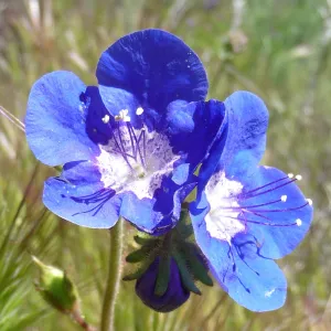 Phacelia flowers, SBBG Photo Contest 2013