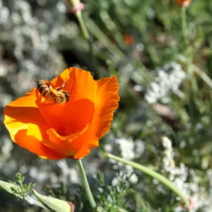Honeybee visiting California Poppy at the Garden, SBBG Photo Contest 2013