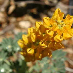 yellow Lupine at the Garden, SBBG Photo Contest 2013