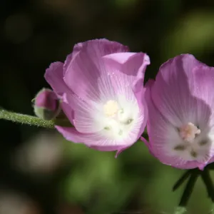 Mallow Twins, Santa Barbara foothills, SBBG Photo Contest 2013
