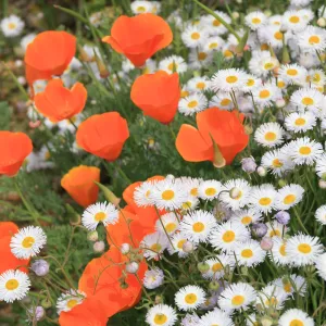 Native Bouquet: California poppies and daisies (Erigeron divergens), SBBG, SBBG Photo Contest 2013