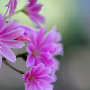 pink Lewisia flowers, SBBG Photo Contest 2013