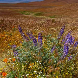 Wildflower display with lupine, Poppy Preserve, California, SBBG Photo Contest 2013