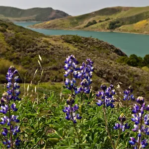 Lupines near Cayucos, SBBG Photo Contest 2013