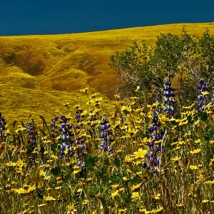 Cottonwood Canyon panorama, wildflower display, SBBG Photo Contest 2013