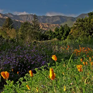 SBBG Meadow panorama, wildlfower display, La Cumbre Peak, SBBG Photo Contest 2013