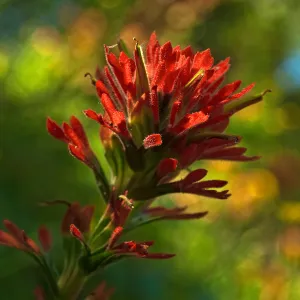 Red Paint Brush in Alisal Canyon, Castilleja, SBBG Photo Contest 2013