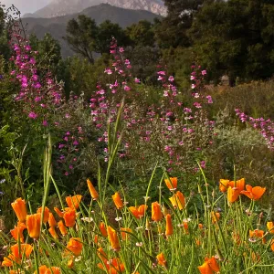 SBBG Meadow, wildflower display, clouds covering La Cumbre Peak, SBBG Photo Contest 2013