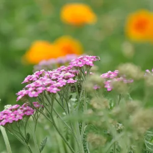 pink Achillea flowers, SBBG Photo Contest 2013